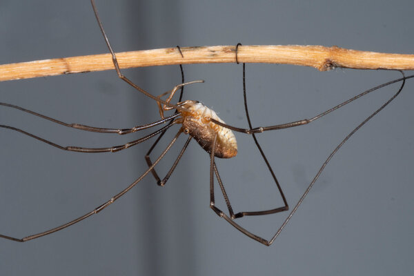 Harvestmen can wrap their limbs around things.